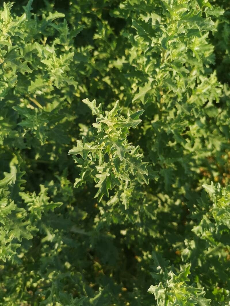 Atriplex tatarica leaf