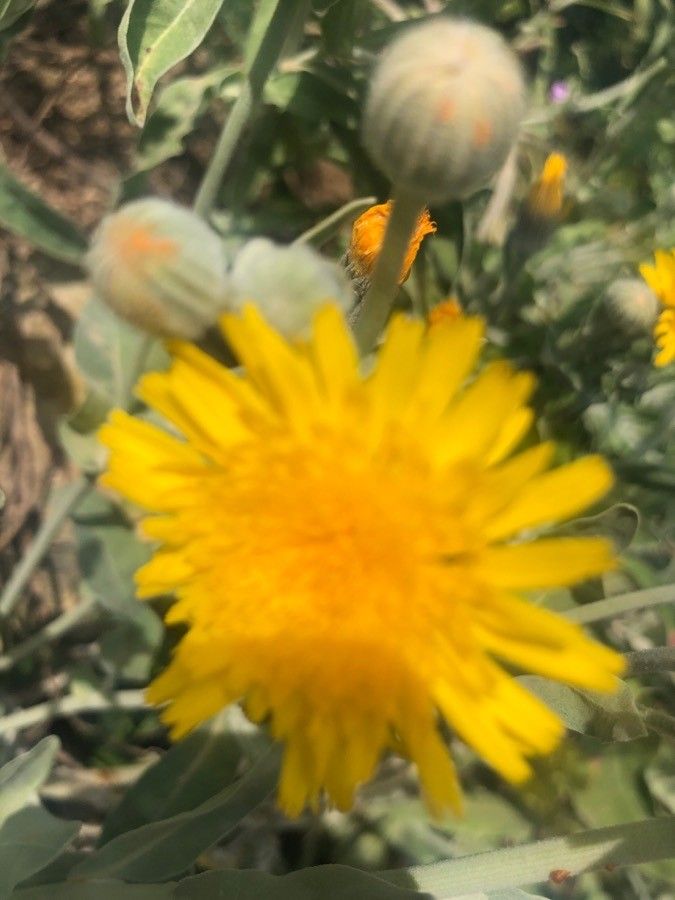 Andryala chevallieri flower