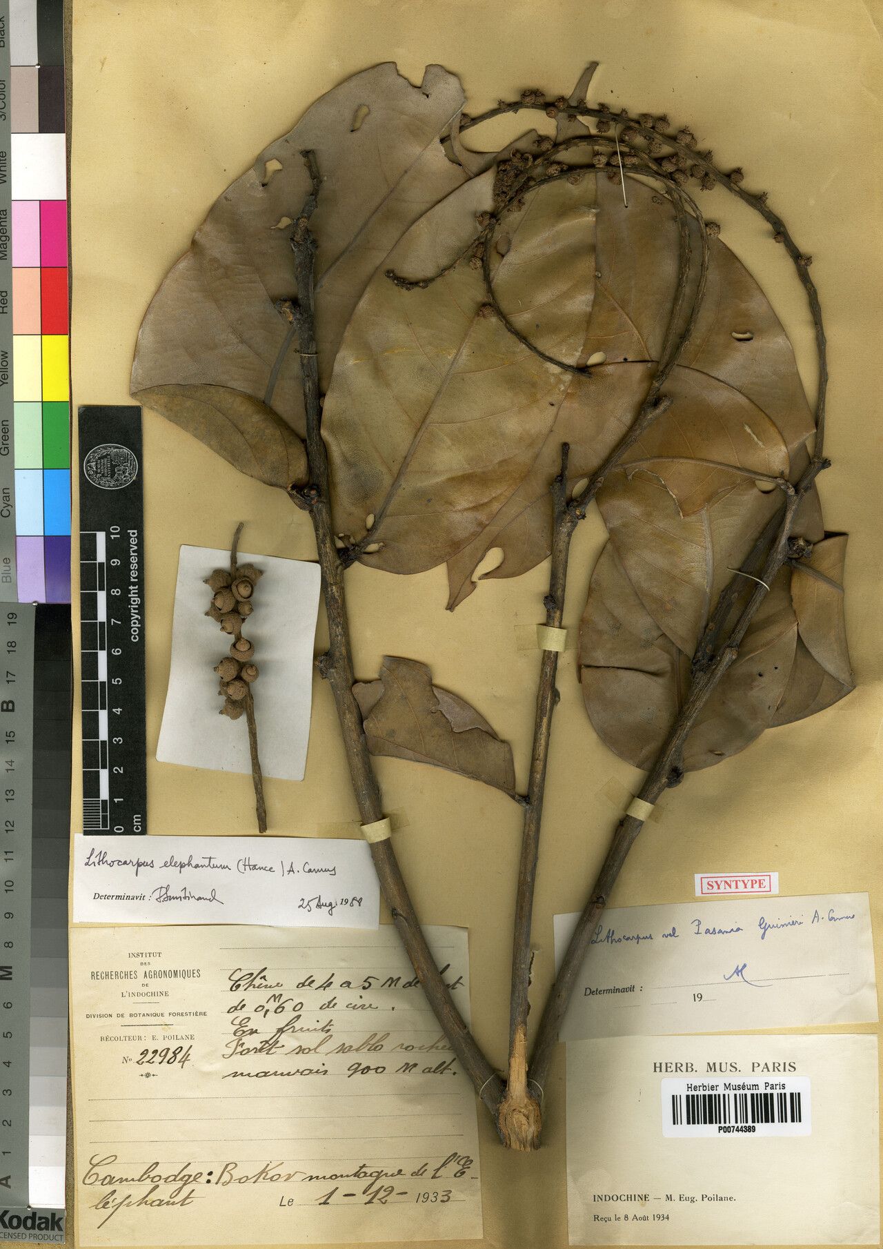 Lithocarpus guinieri — houseplant care guide