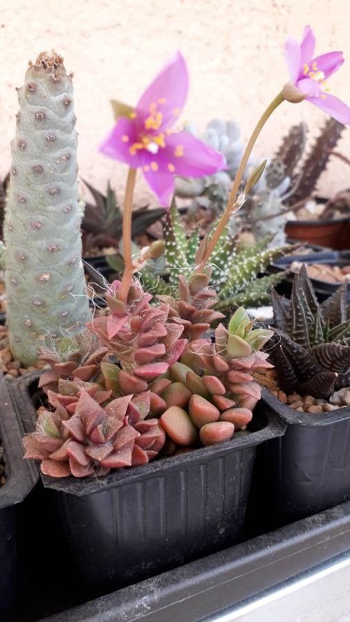 Anacampseros retusa fruit