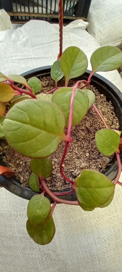 Chenopodium polyspermum leaf
