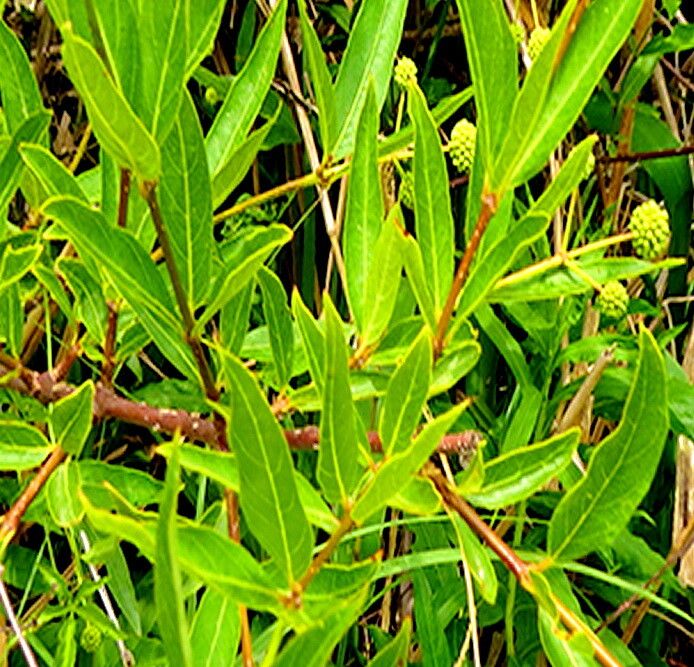 Cephalanthus glabratus