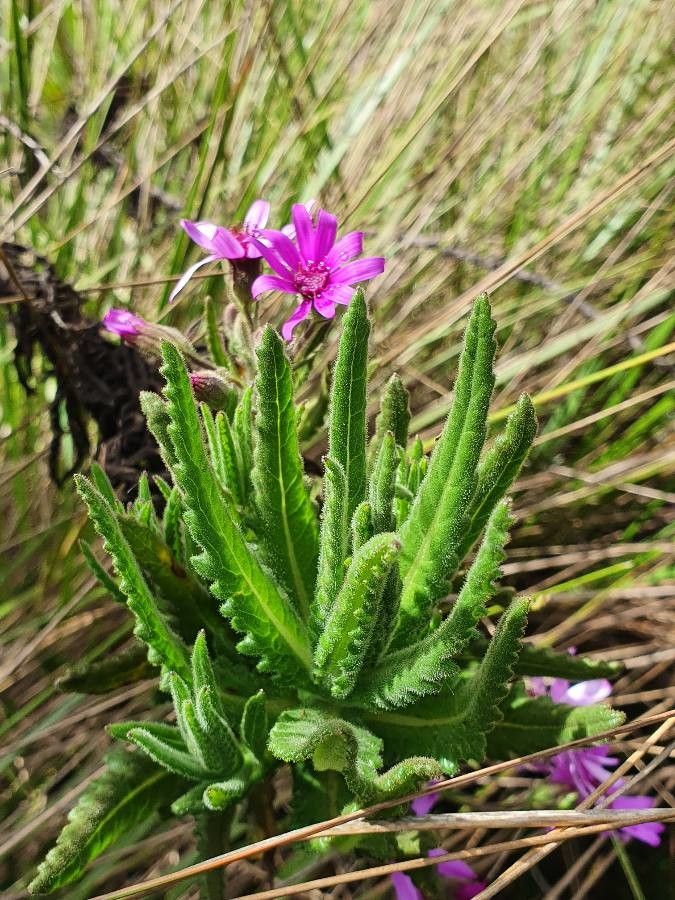 Senecio roseiflorus leaf