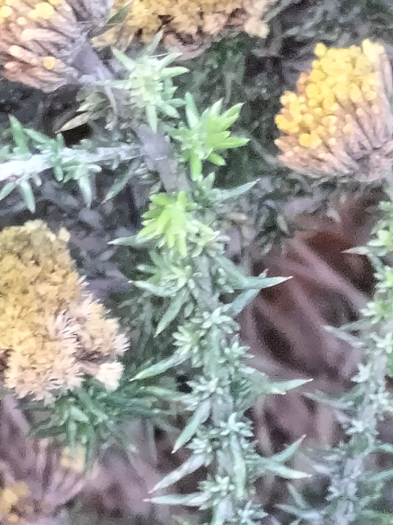 Metalasia aurea leaf