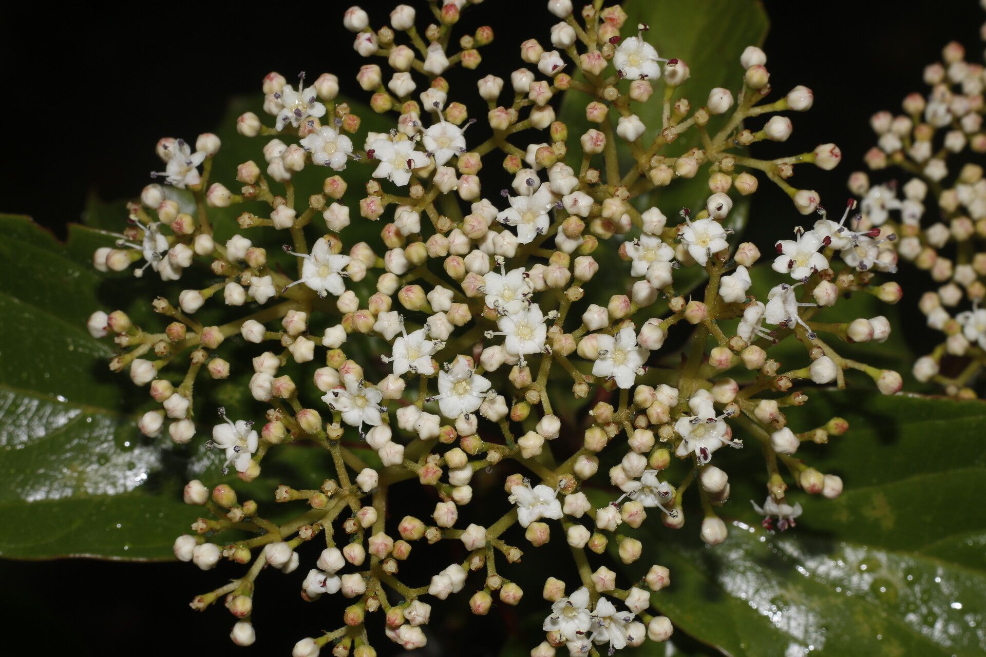 Viburnum venustum flower