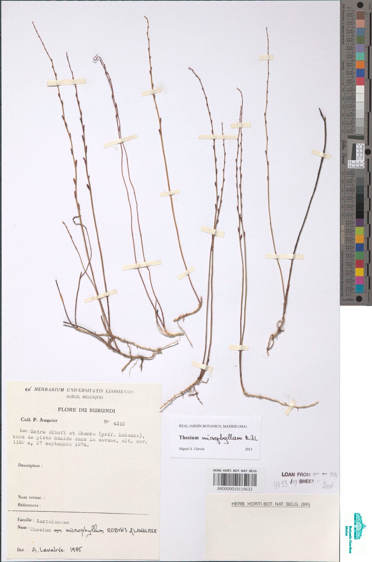 Thesium microphyllum — search result for 'Thesium'