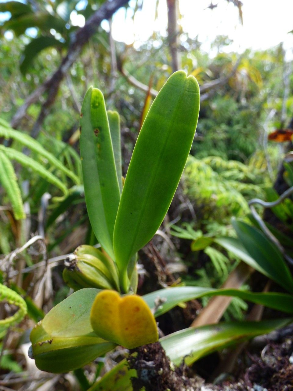 Angraecum borbonicum leaf