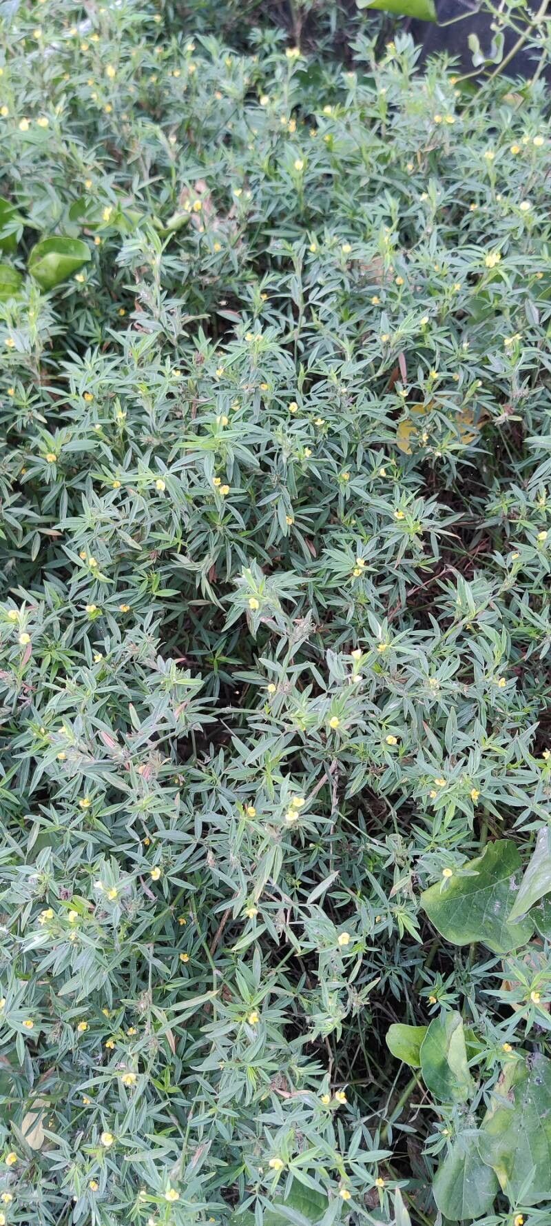 Stylosanthes humilis leaf