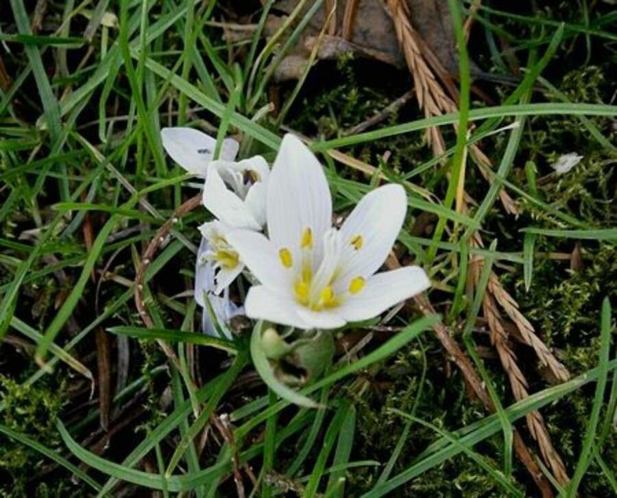 Colchicum hungaricum — search result for 'Colchicum'