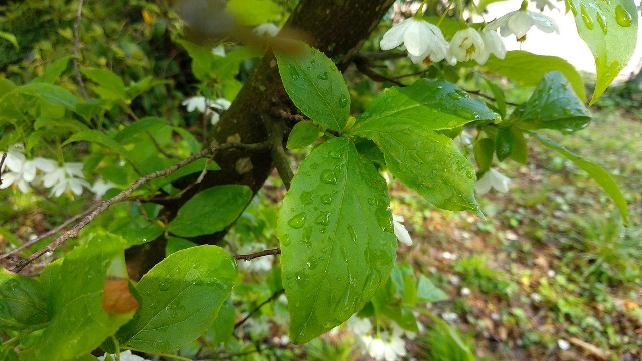 Sinojackia xylocarpa leaf