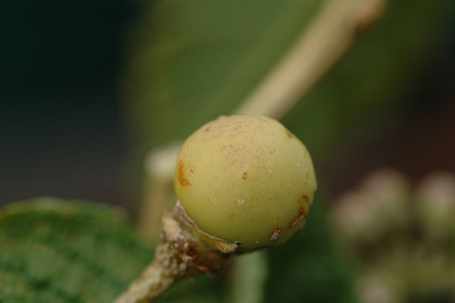 Solanum maturecalvans fruit