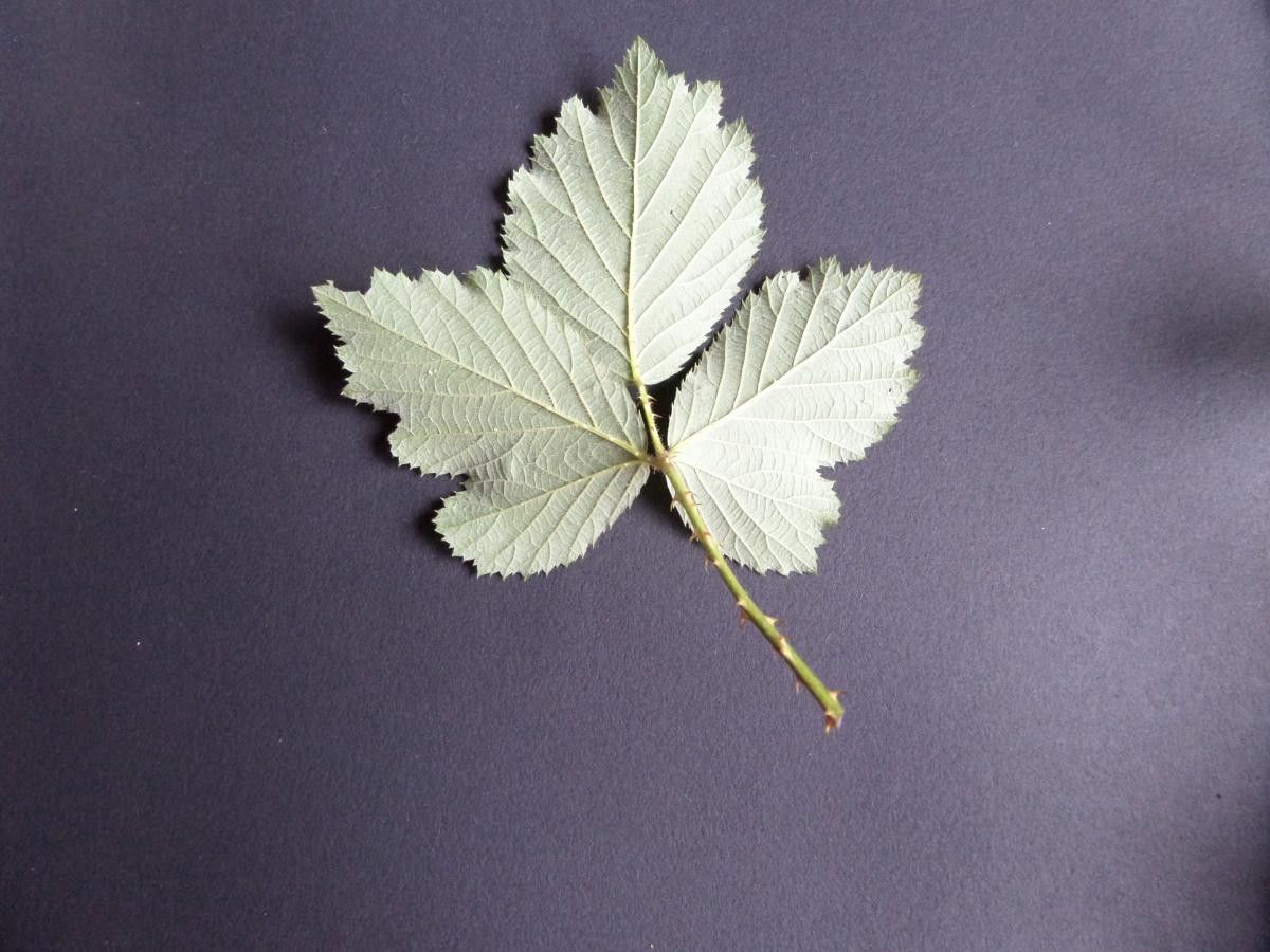 Rubus propinquus — houseplant care guide