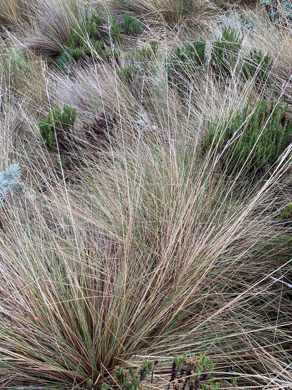 Festuca azucarica habit