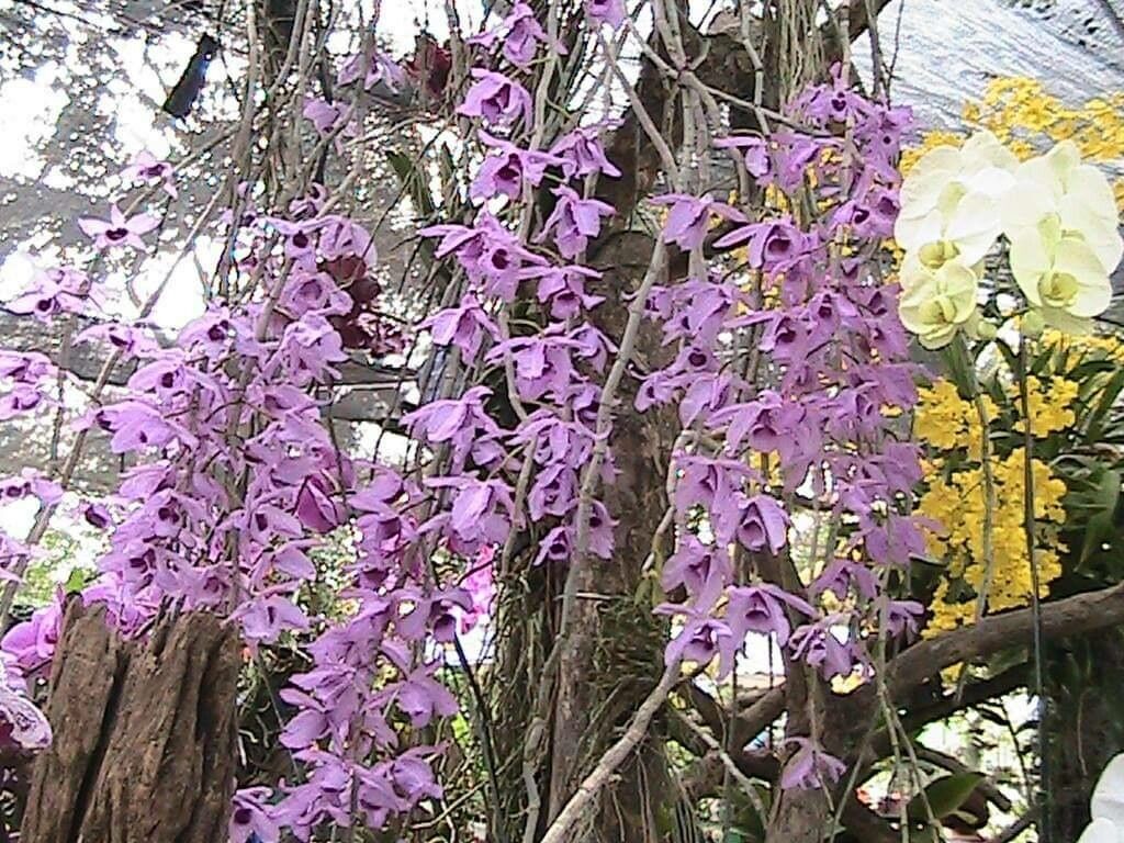 Dendrobium anosmum flower