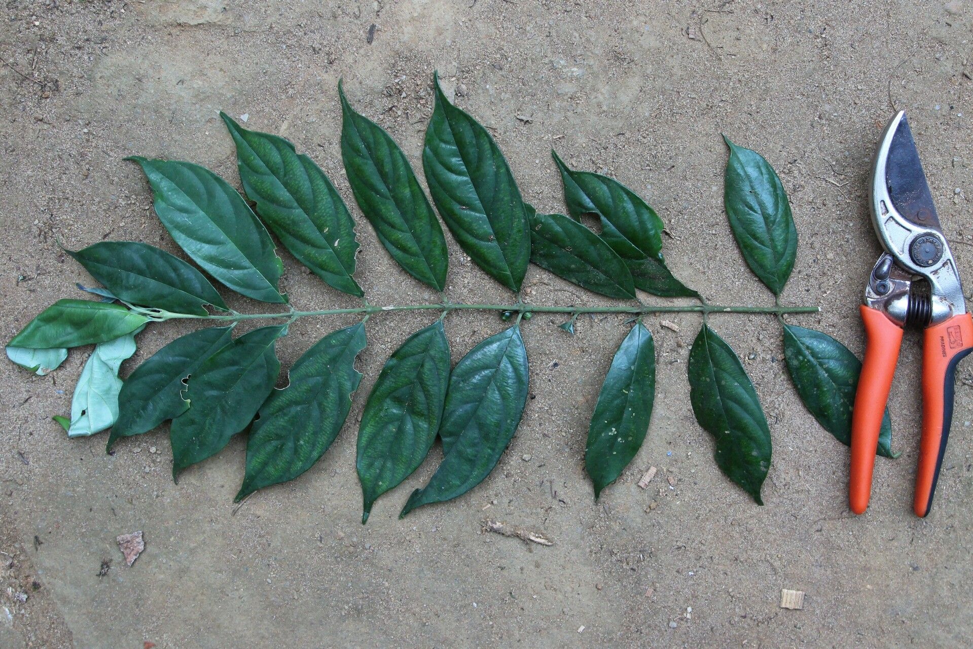 Pauridiantha talbotii habit