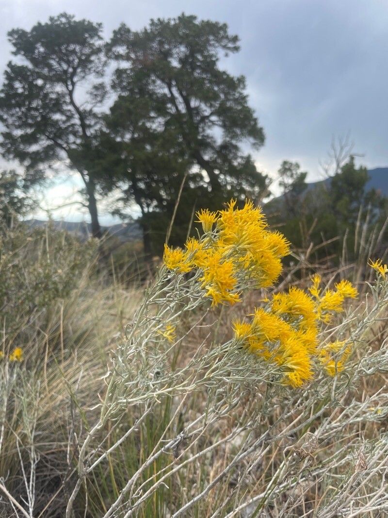 Tetradymia filifolia flower