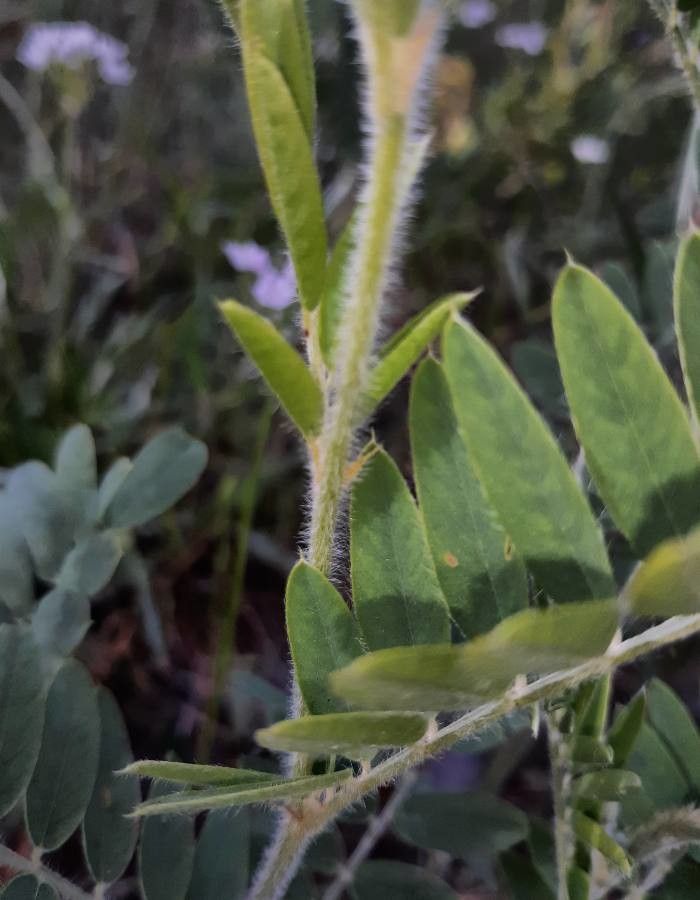 Tephrosia virginiana bark
