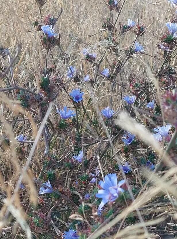 Cichorium pumilum flower