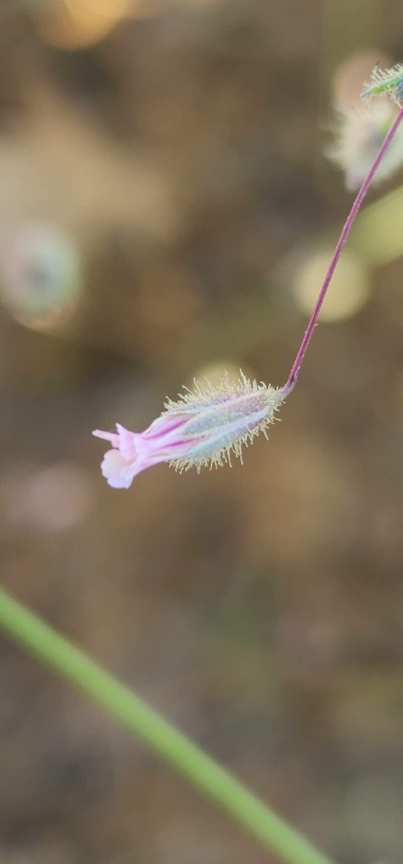 Gypsophila pilosa flower