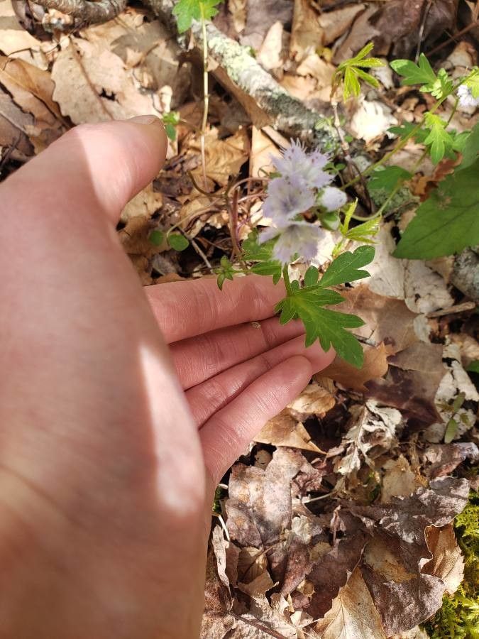 Phacelia purshii leaf