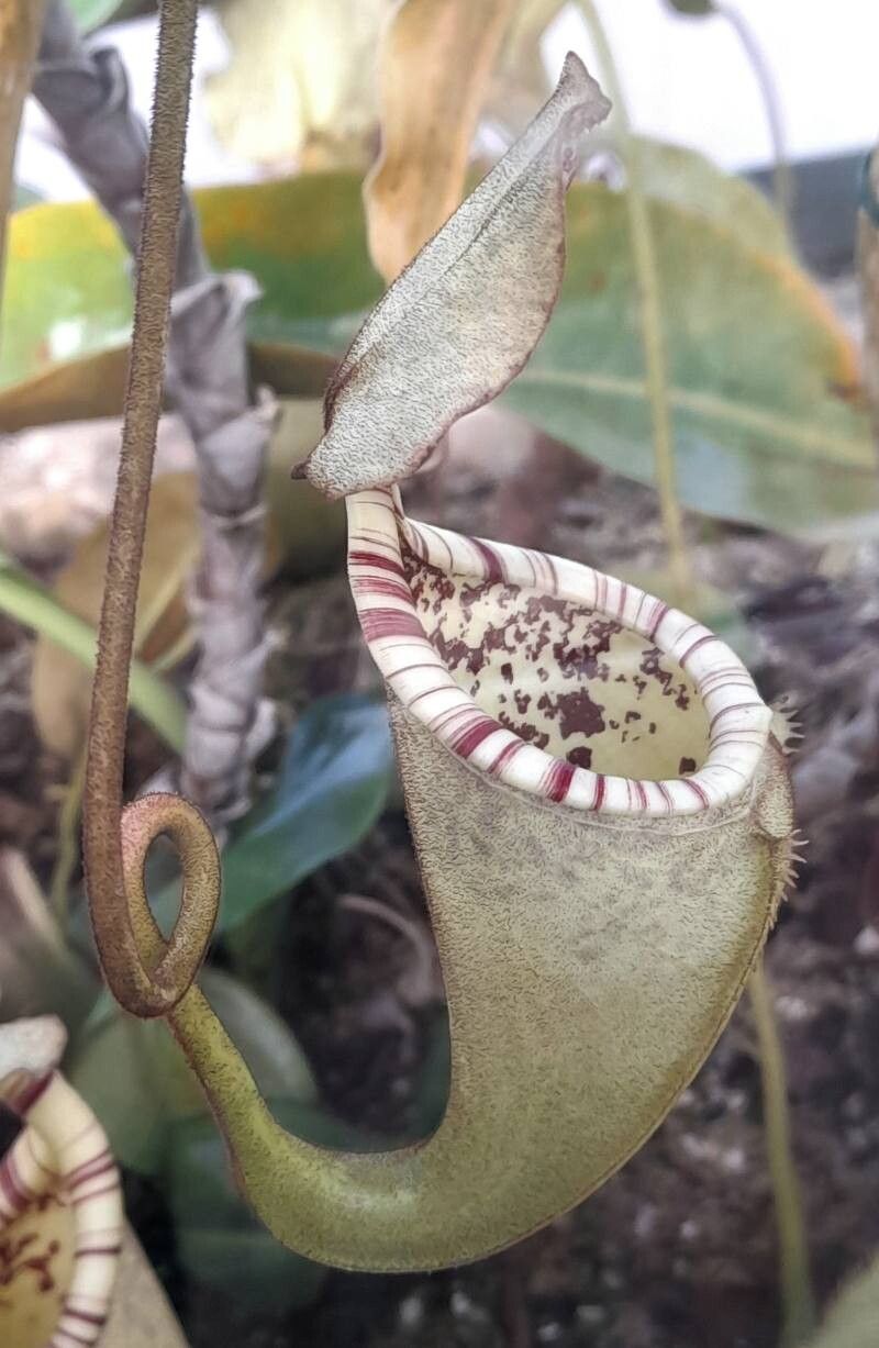 Nepenthes burbidgei — search result for 'Nepenthes'