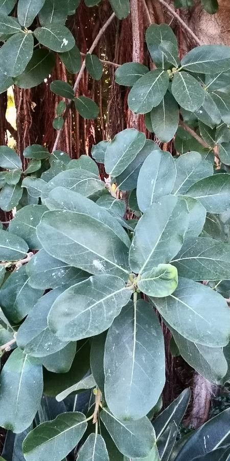 Ficus stuhlmannii — search result for 'Ficus'