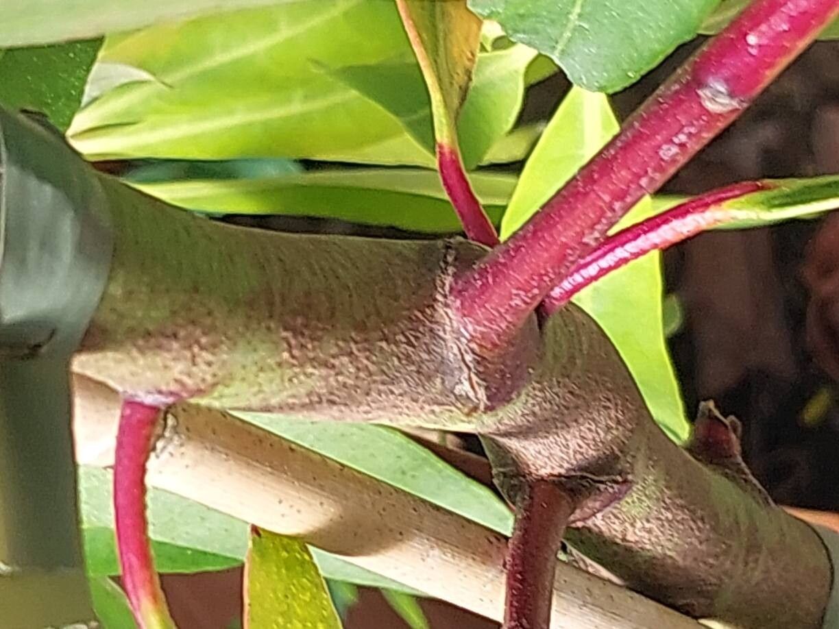 Eucalyptus approximans bark