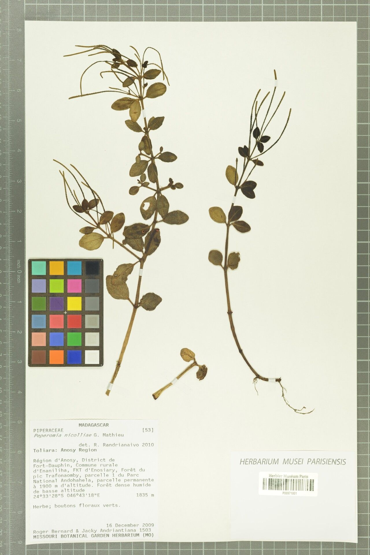 Peperomia nicolliae — houseplant care guide