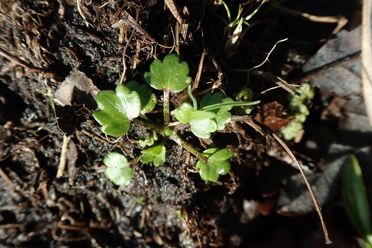 Ranunculus sceleratus leaf