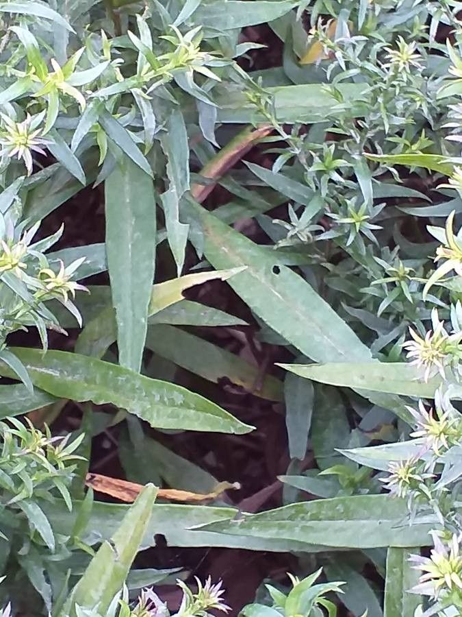 Aster tataricus leaf