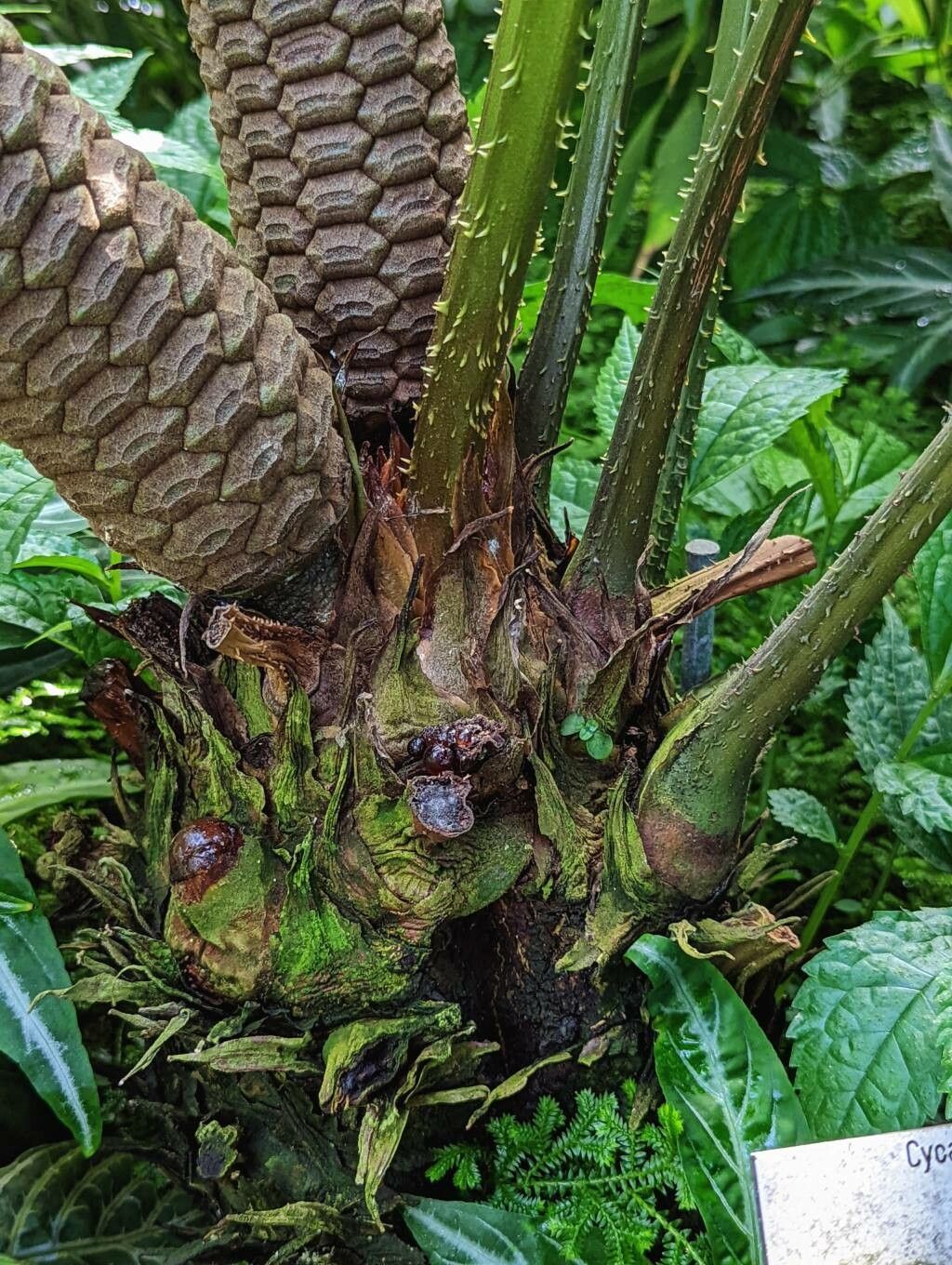 Zamia monticola bark