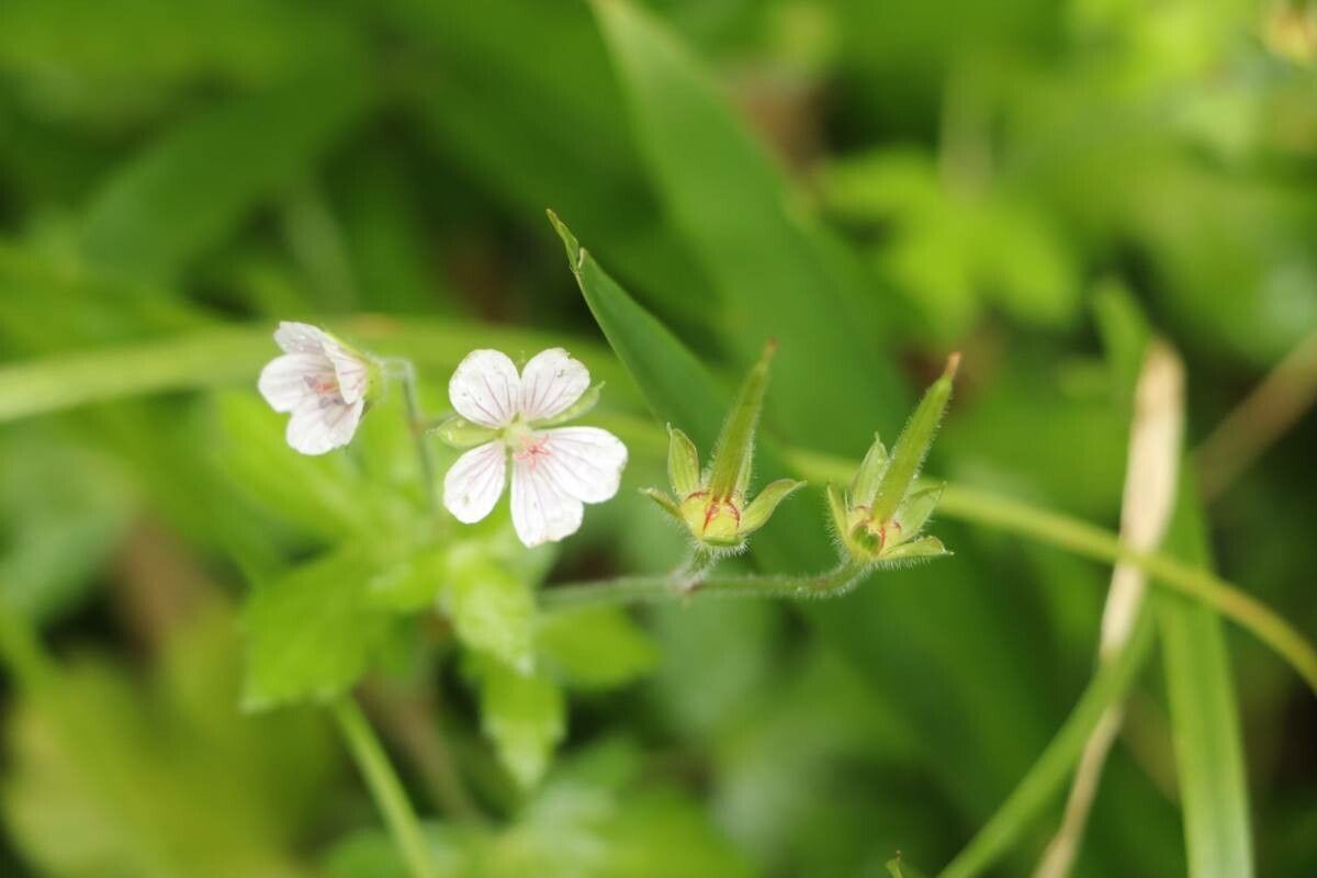 Geranium thunbergii flower