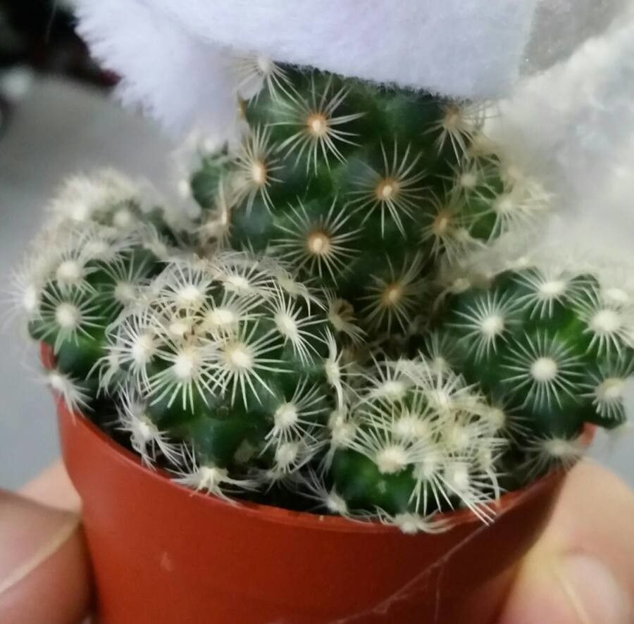 Cochemiea saboae — houseplant care guide