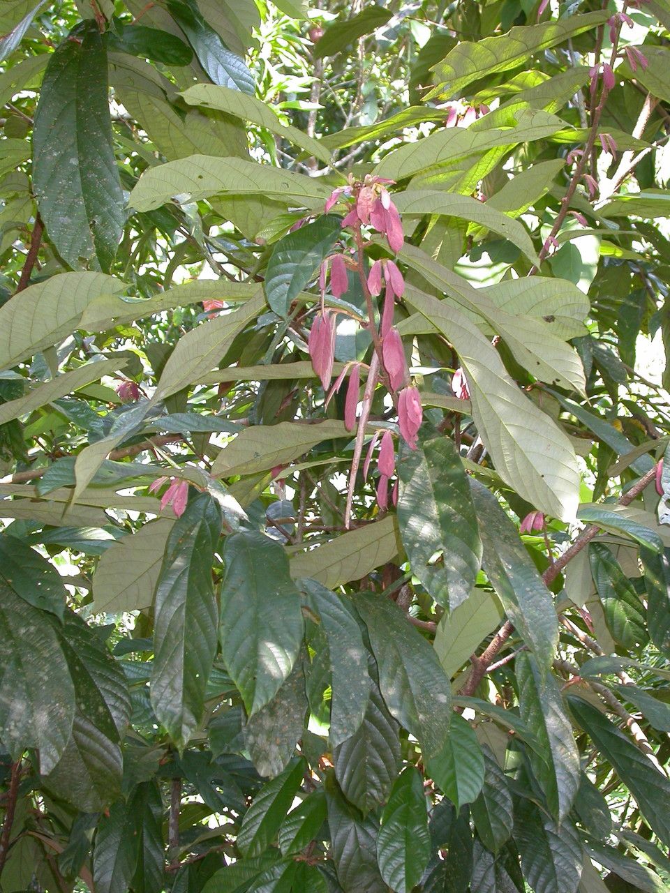 Theobroma grandiflorum