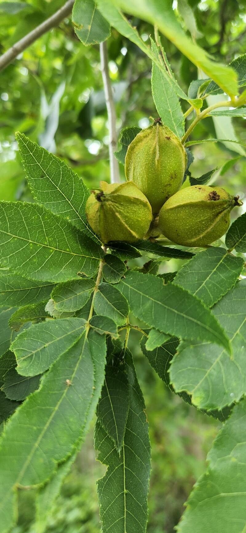 Carya tomentosa fruit
