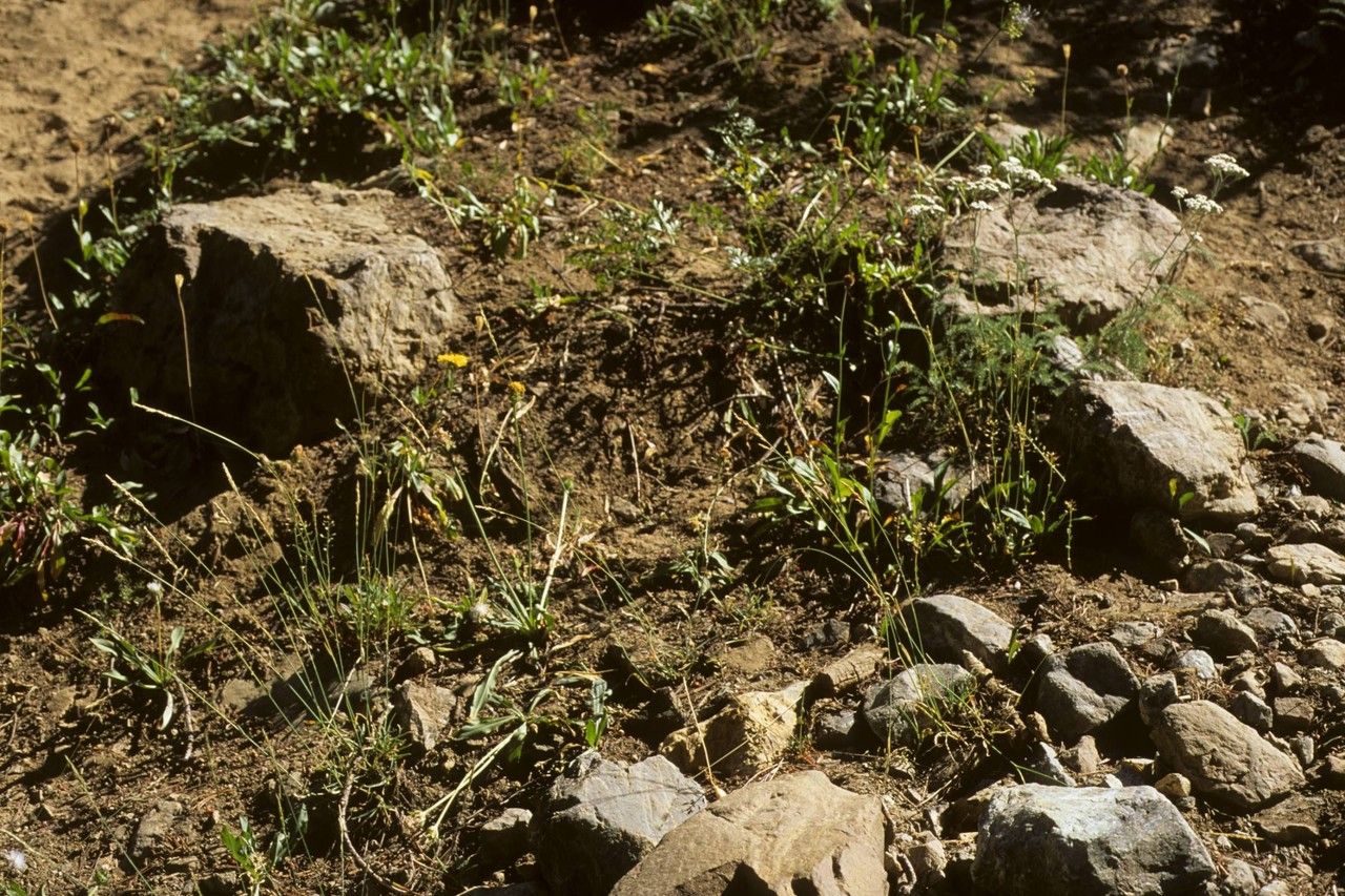 Poa curtifolia — search result for 'Poa'