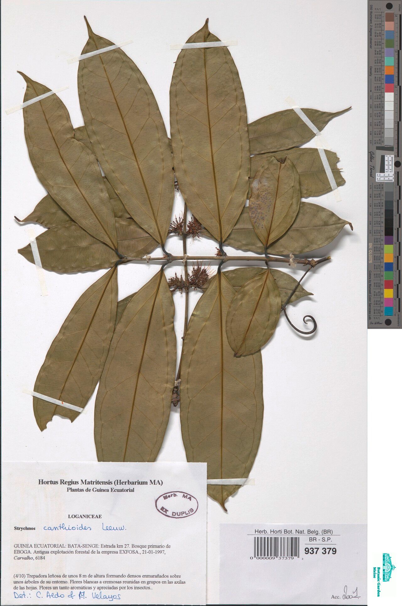 Strychnos retinervis — houseplant care guide