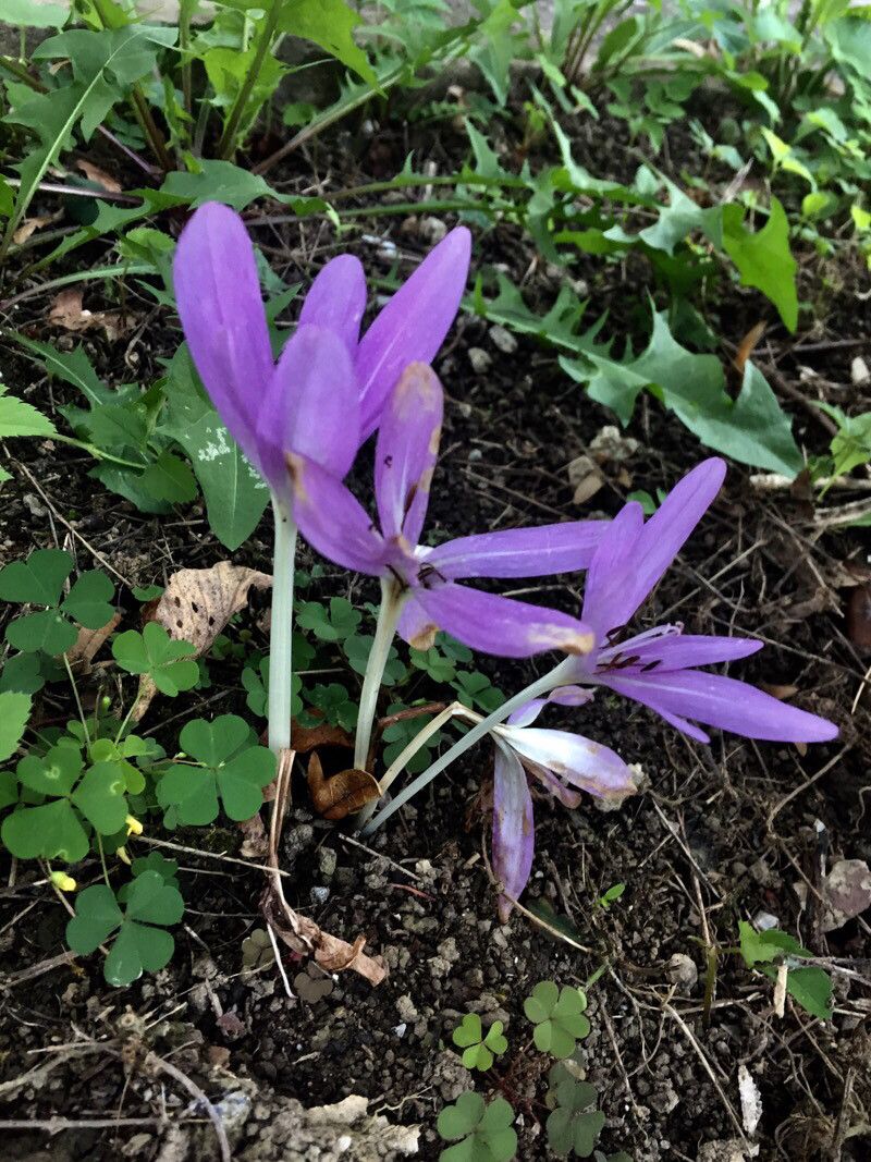 Colchicum montanum flower