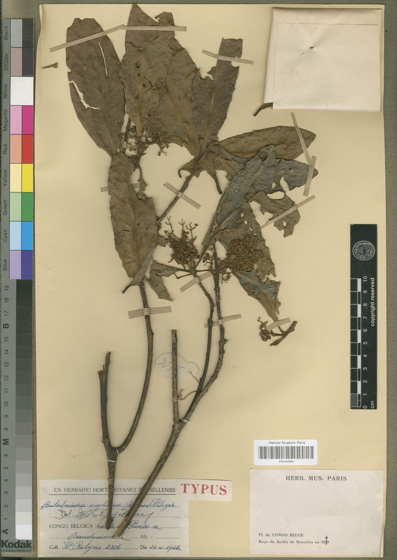 Beilschmiedia ambigua — related species from the same genus