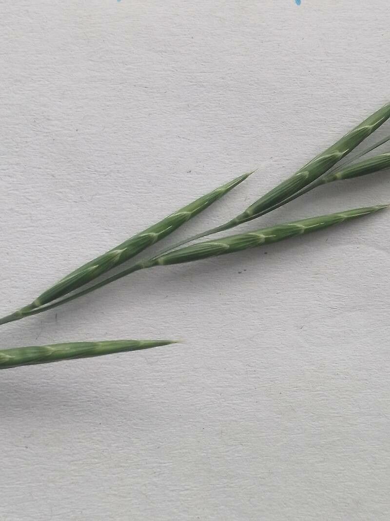 Brachypodium rupestre flower