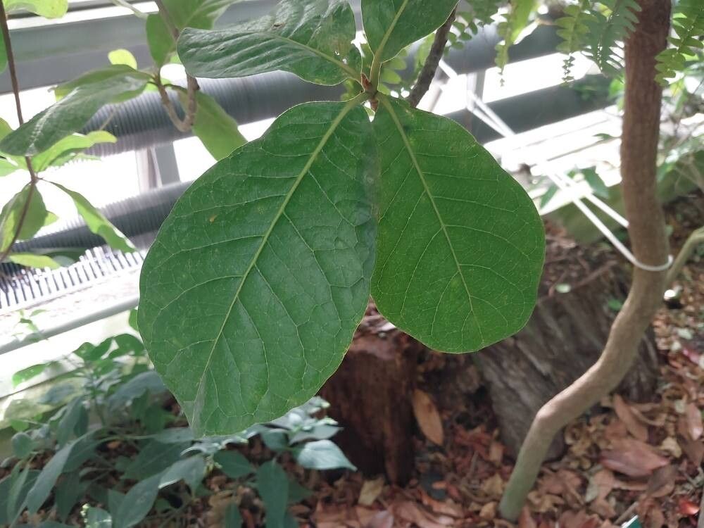 Terminalia litoralis — search result for 'Terminalia'