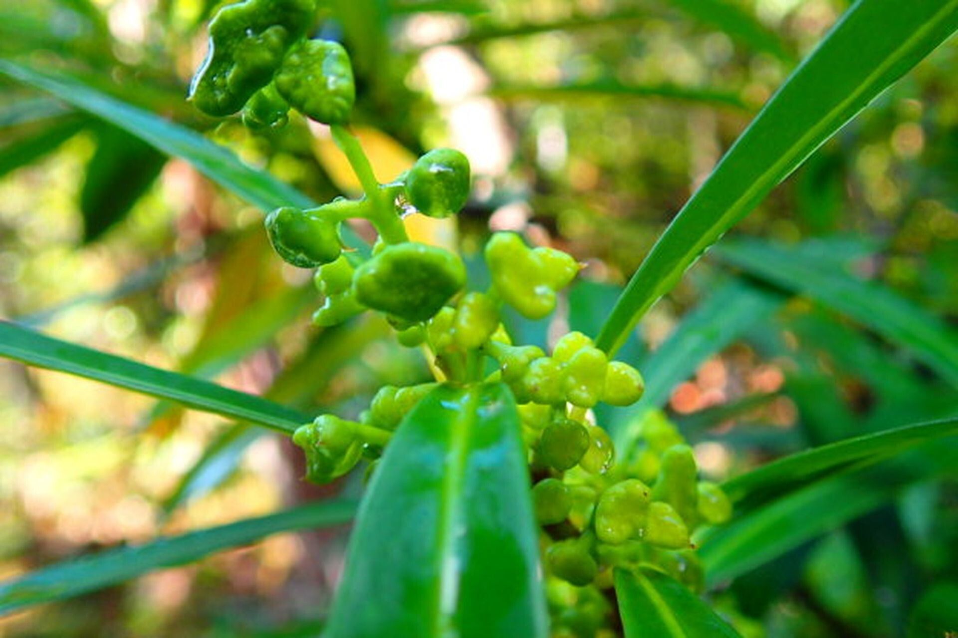 Hedycarya rivularis fruit