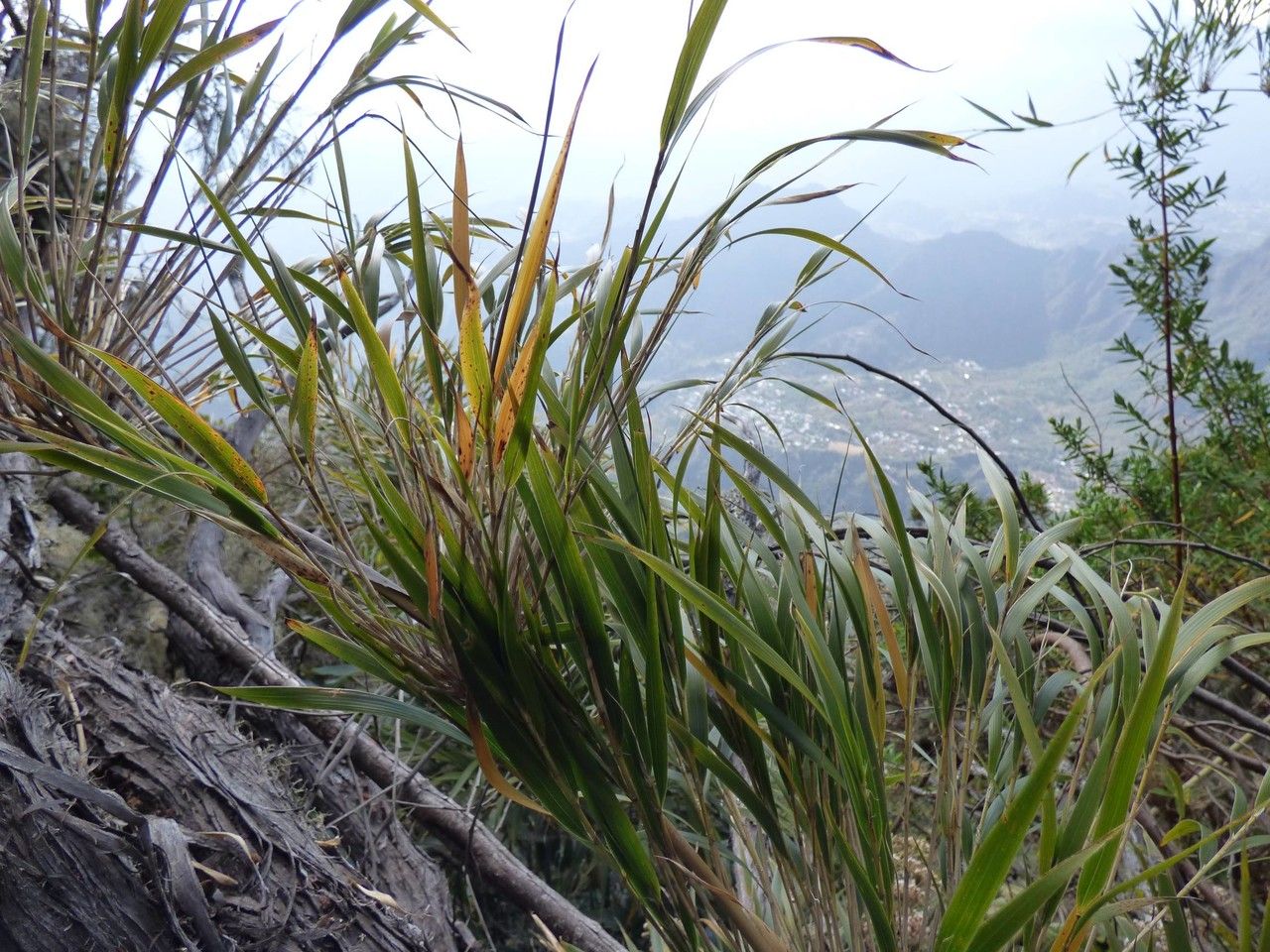 Nastus borbonicus habit