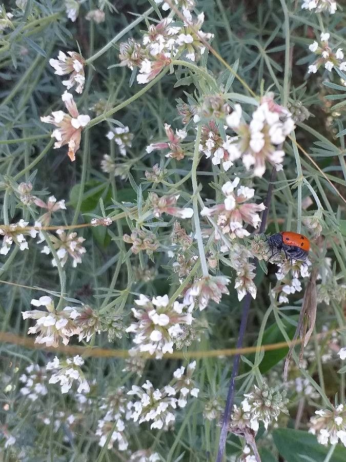 Dorycnium pentaphyllum flower