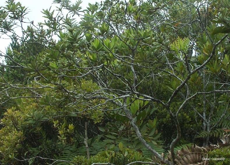 Pittosporum koghiense habit