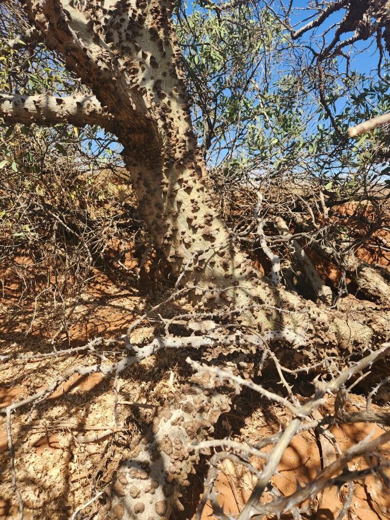 Erythrina melanacantha bark