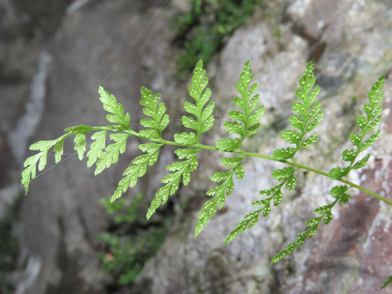 Cystopteris fragilis leaf