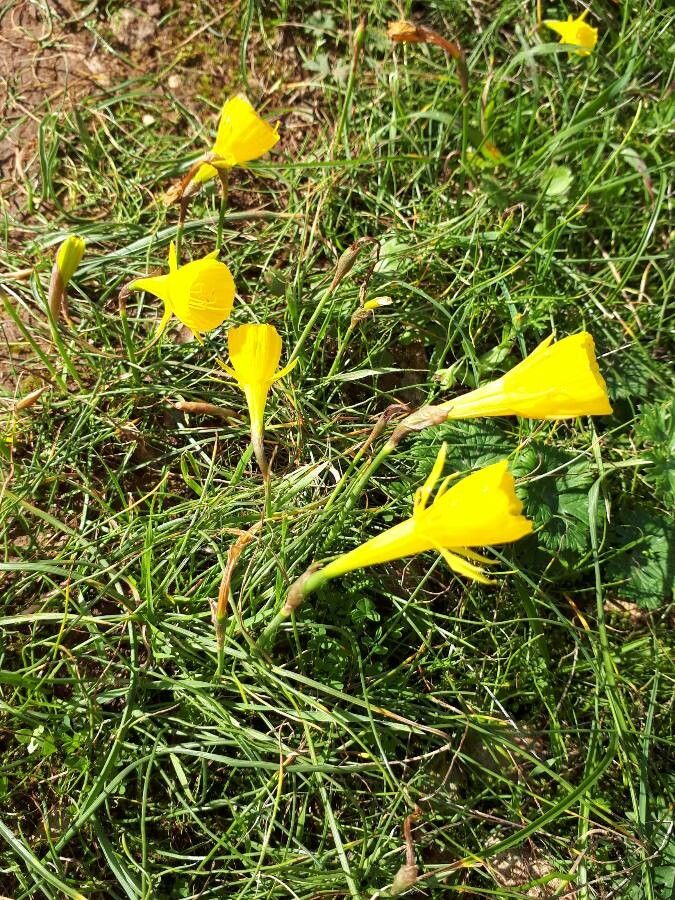 Narcissus bulbocodium — search result for 'Narcissus'