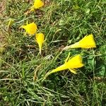 Narcissus bulbocodium