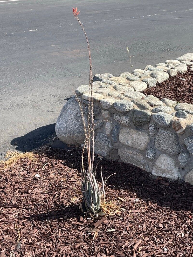 Aloe chabaudii habit